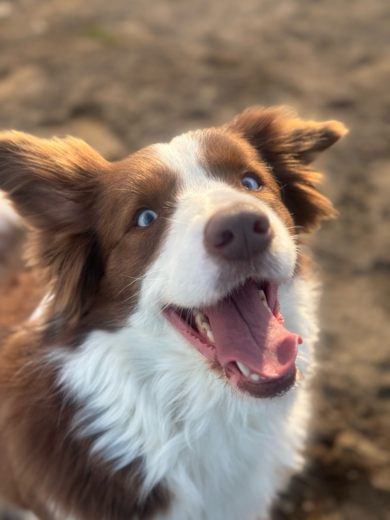 Bogi feliz en la guardería